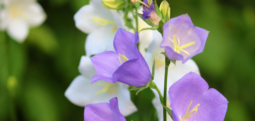 Fiori e piante di Gennaio: ecco cosa piantare