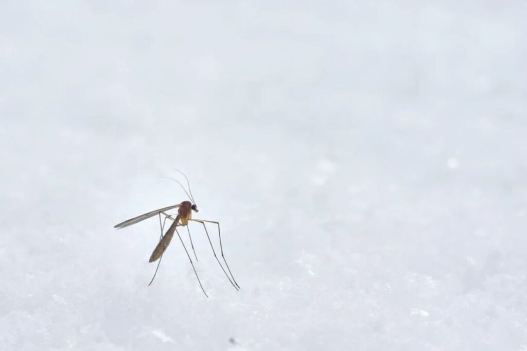 Zanzare in inverno? Ecco cosa fare immediatamente