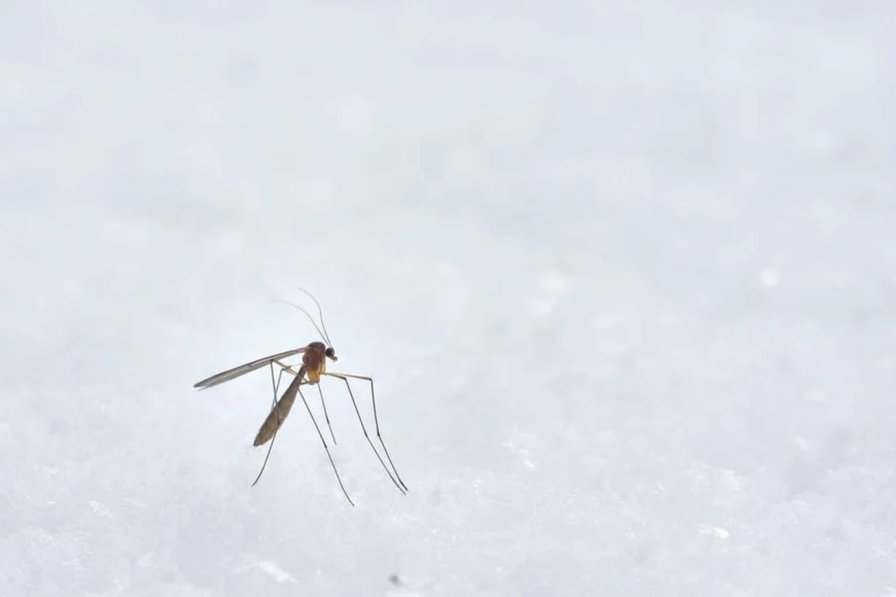 Zanzare in inverno? Ecco cosa fare immediatamente