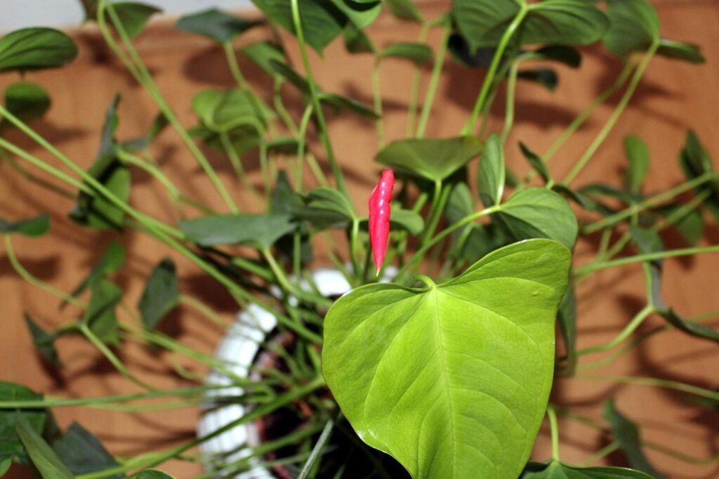 Il tuo Anthurium ha le foglie gialle con punte marroni? Troppa acqua, ecco il rimedio