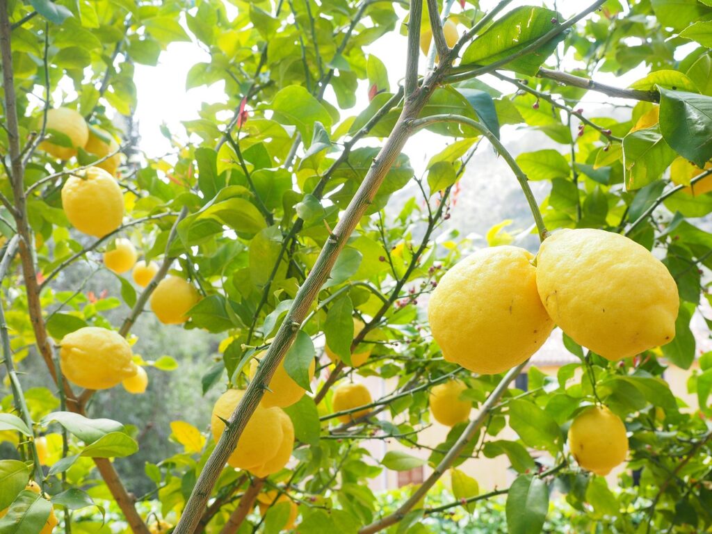 Il miglior concime per il limone: scopri il segreto per una fioritura ricca e sana