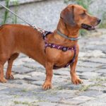 Collare antipulci su un cane, evidenziando l'importanza di usarlo correttamente per la salute dell'animale.