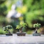 Bonsai di tre specie facili da coltivare per principianti, esposti in un giardino.