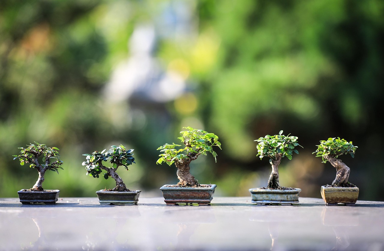Bonsai di tre specie facili da coltivare per principianti, esposti in un giardino.