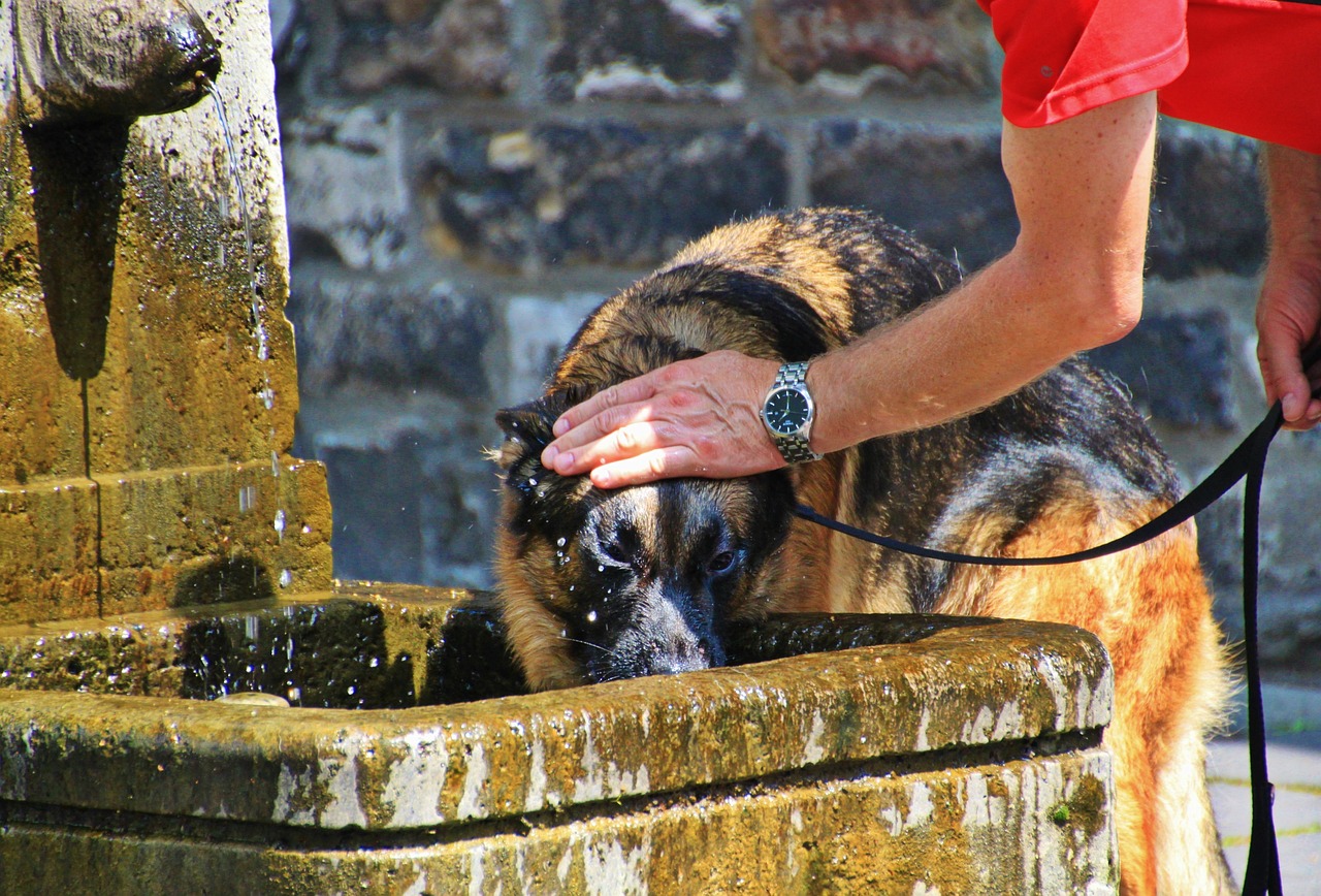 Cane che beve da una ciotola, preoccupazione per la sua salute.
