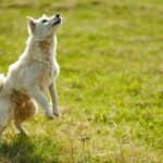 Cane che salta su una persona, illustrando il comportamento da correggere.