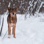 Cane con orecchie calde, segnale di possibili problemi di salute.