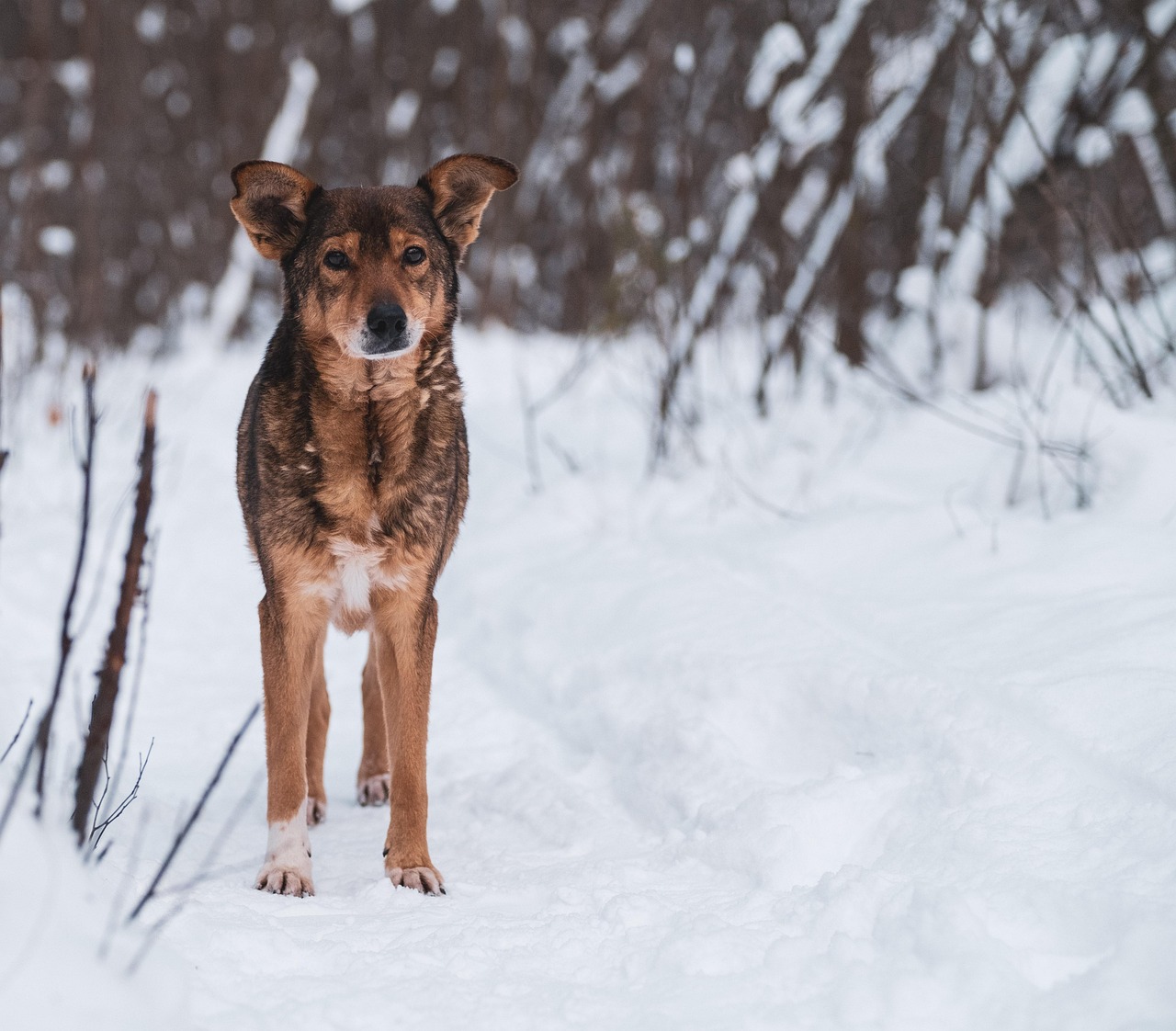 Cane con orecchie calde, segnale di possibili problemi di salute.
