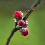 Cocciniglia su una pianta con rimedi naturali per eliminarla rapidamente.