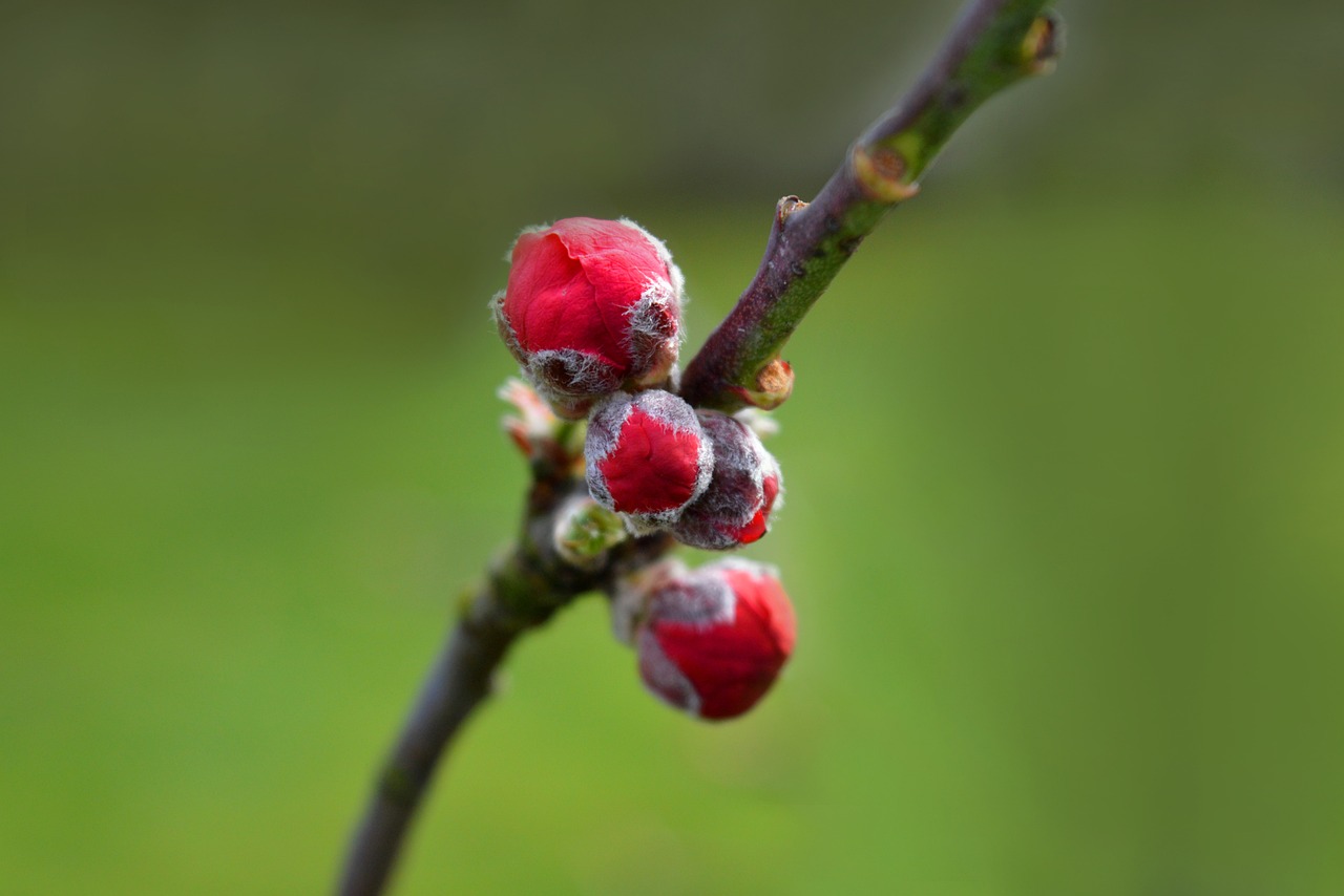 Cocciniglia su una pianta con rimedi naturali per eliminarla rapidamente.