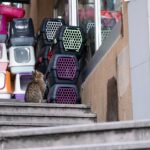 Gatto esplora un trasportino aperto, mostrando curiosità e adattamento al nuovo ambiente.