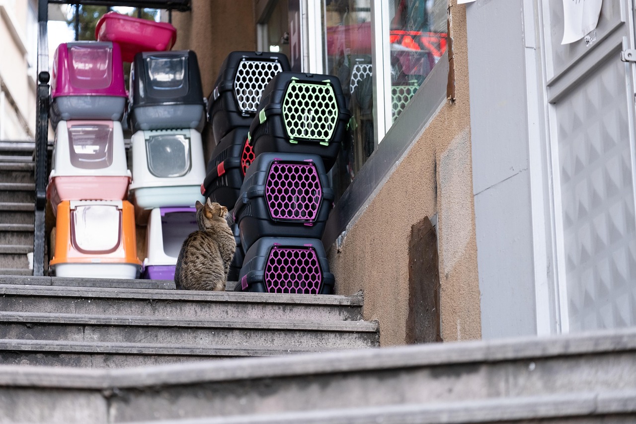 Gatto esplora un trasportino aperto, mostrando curiosità e adattamento al nuovo ambiente.