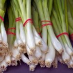 Cipolle germogliate in un vaso, pronte per la coltivazione dal gambo.