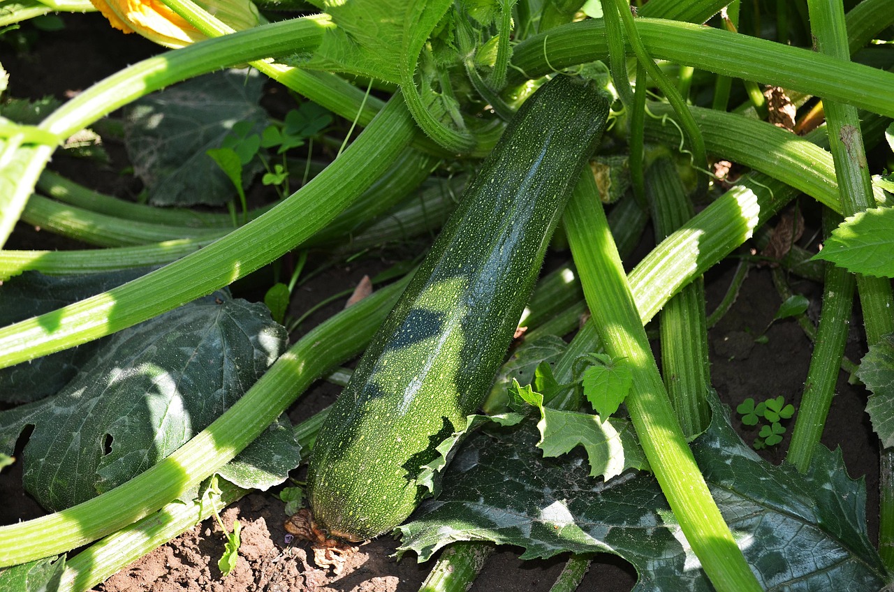 Zucchine verdi fresche coltivate in un orto rigoglioso, pronte per la raccolta.