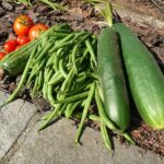 Verdure fresche piantate in un orto estivo, pronte a resistere al caldo di giugno.