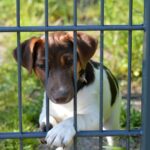 Cuccia per cani di diverse dimensioni, ideale per aiutare nella scelta secondo la taglia del pet.