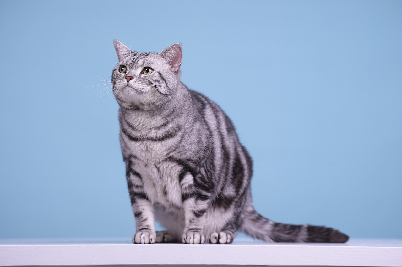 Gatto con la pancia gonfia, simbolo di possibili problemi di salute da valutare con un veterinario.