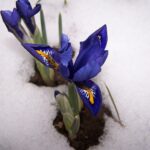Giardino in inverno con piante fiorite resistenti al freddo e paesaggio innevato.