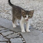 Gatto che miagola, esprimendo diversi suoni e comunicando emozioni.