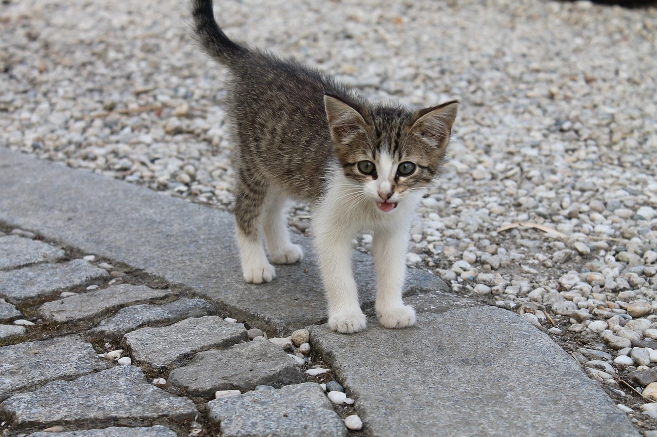 Gatto che miagola, esprimendo diversi suoni e comunicando emozioni.