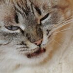 Gatto che starnutisce, illustrazione delle possibili cause e indicazioni per il veterinario.