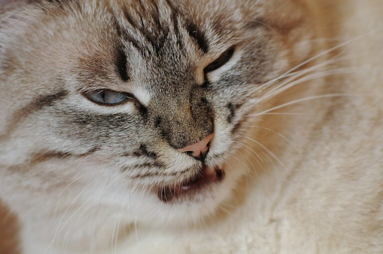 Il gatto starnutisce spesso: ecco le cause e quando portarlo dal veterinario