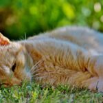 Gatto che vomita, rappresentazione delle possibili cause e segnali di allerta per i proprietari.