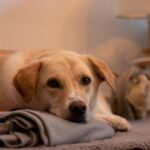 Cane che gioca con un Kong, riducendo l'ansia da separazione.