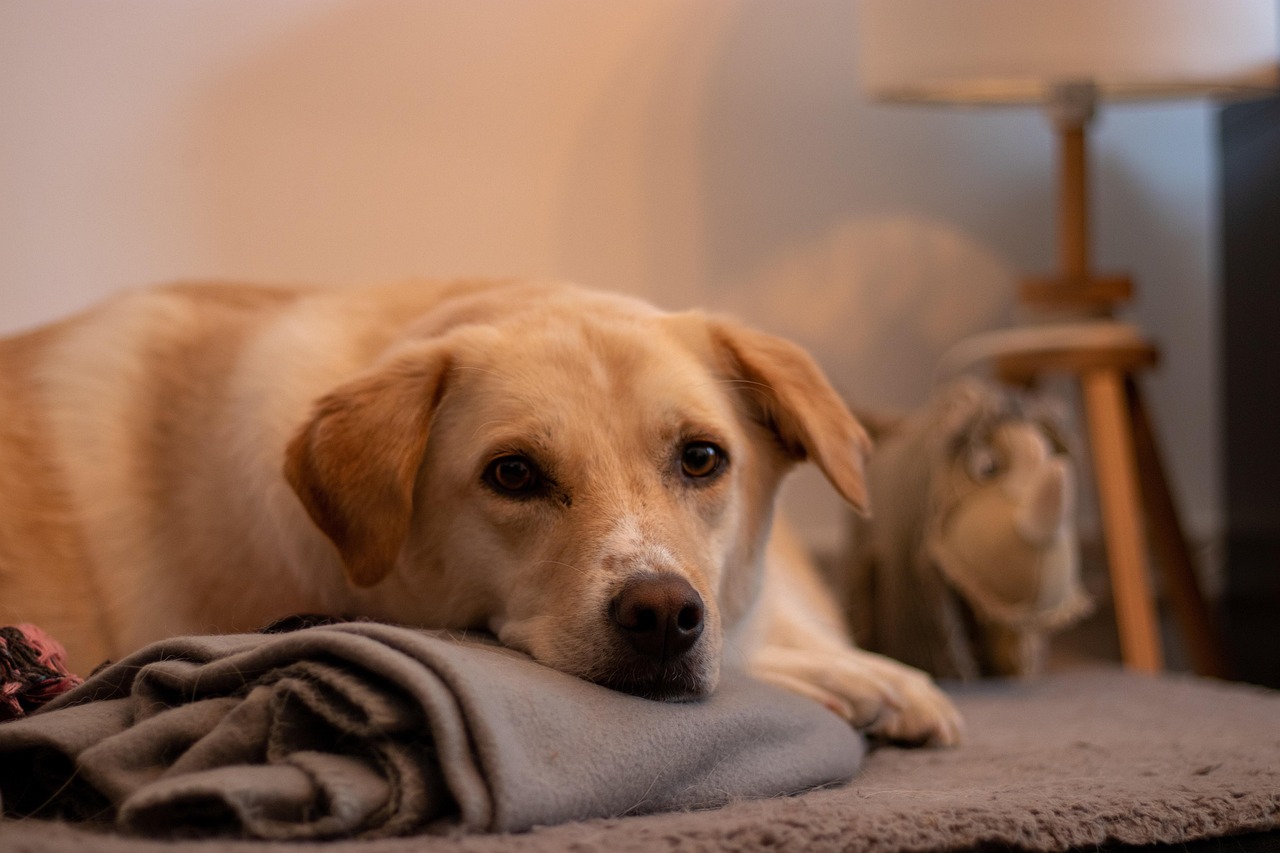 Cane che gioca con un Kong, riducendo l'ansia da separazione.