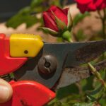 Rosa in fiore con attrezzi da giardinaggio, simbolo della potatura corretta delle rose.