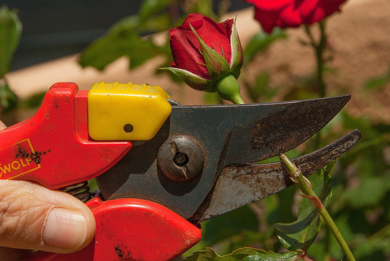 Rosa in fiore con attrezzi da giardinaggio, simbolo della potatura corretta delle rose.