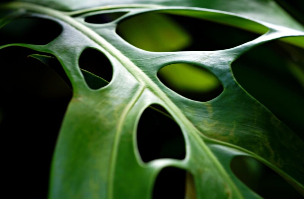 Monstera: ecco l’errore che impedisce alle foglie di bucarsi