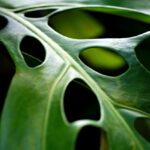 Foglia di Monstera con difetti, evidenziando l'errore comune che impedisce il bucarsi.