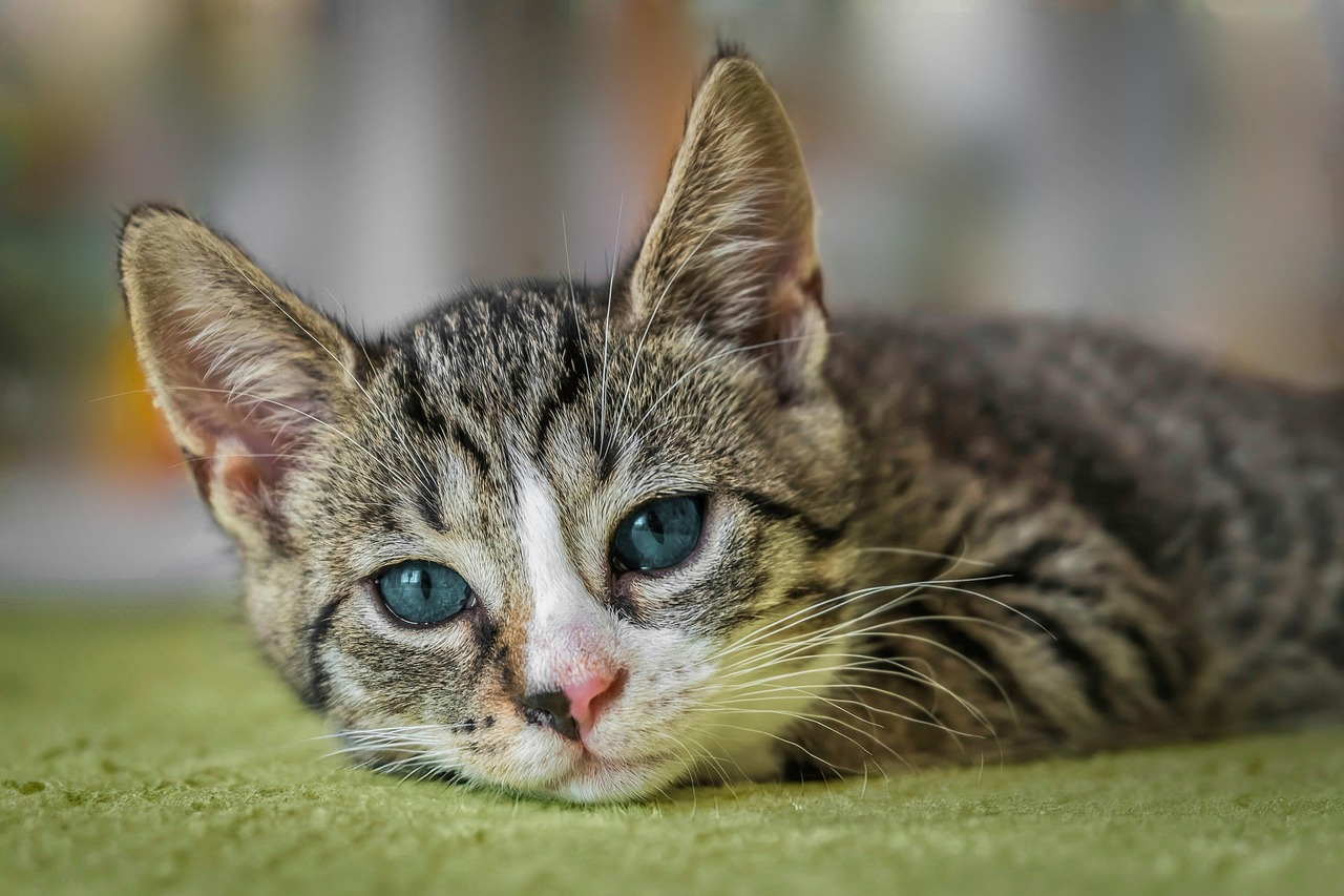Gatto con occhi lacrimanti, evidenziando segni di irritazione o infezione.