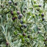 Olivo in vaso con foglie verdi, pronto per la coltivazione e la produzione di olive.