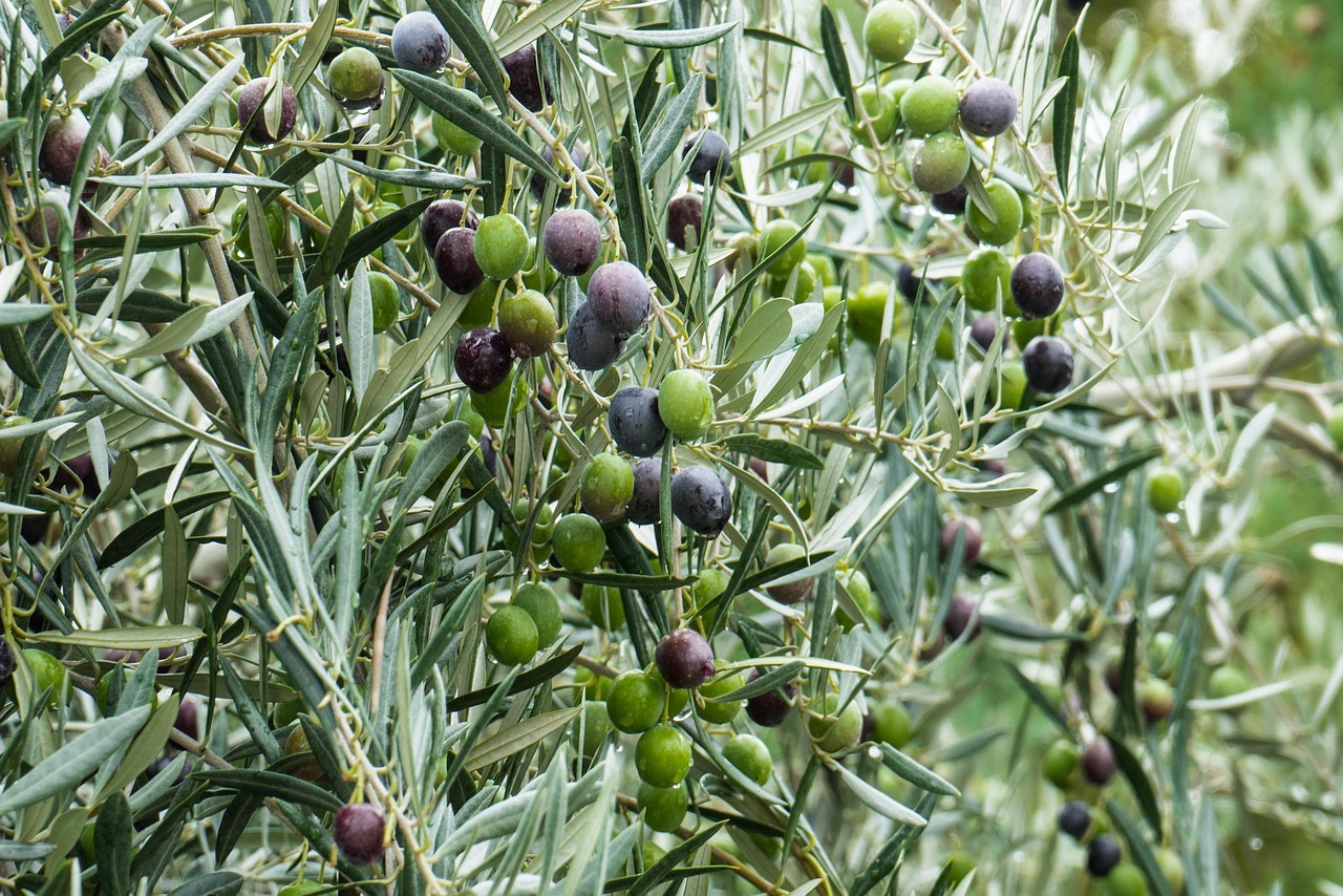 Olivo in vaso con foglie verdi, pronto per la coltivazione e la produzione di olive.