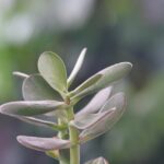 Pianta di giada in vaso con fiori, simbolo di fioritura e cura adeguata.