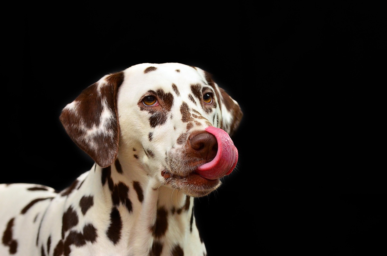 Cane che si lecca le labbra mentre viene osservato, espressione di attenzione o nervosismo.