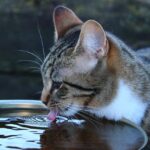 Gatto che beve acqua fresca da un rubinetto in cucina.