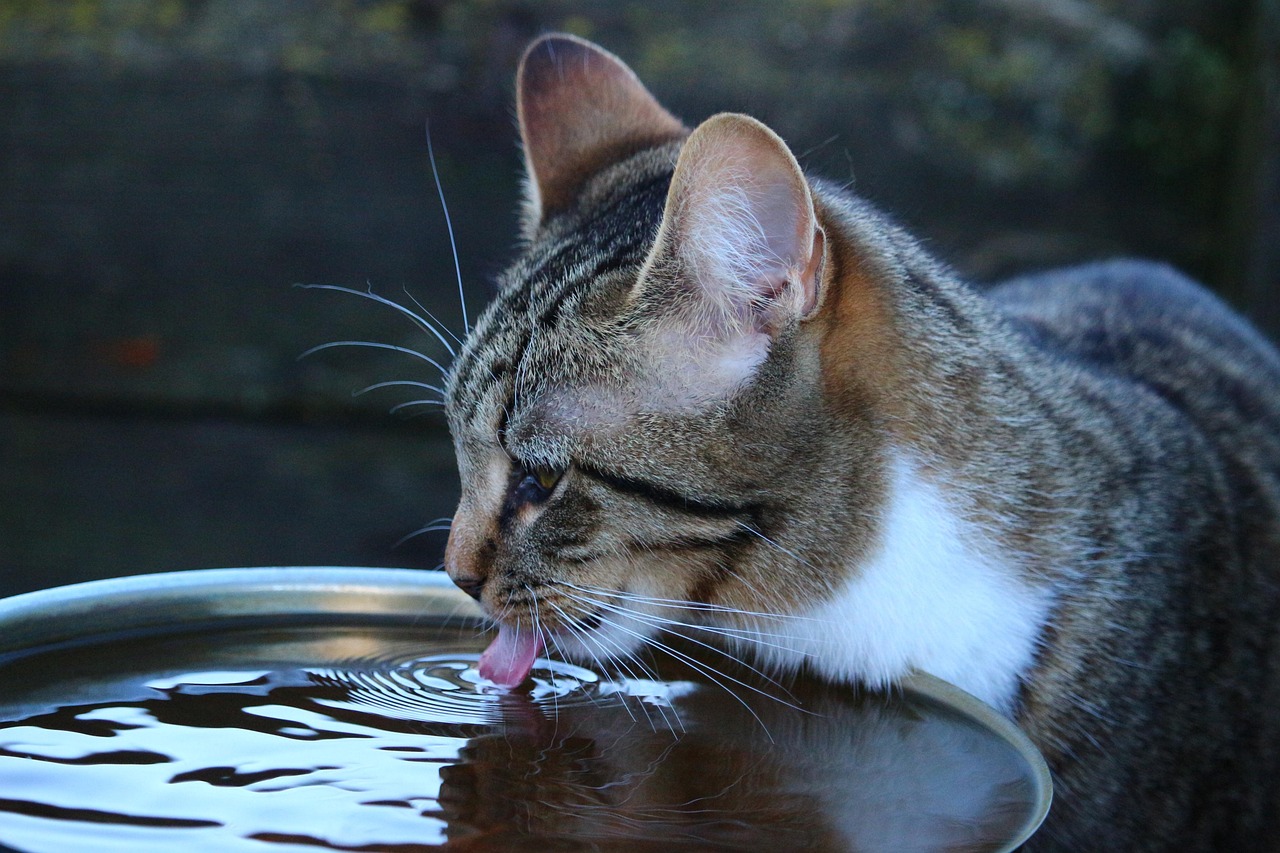 Gatto che beve acqua fresca da un rubinetto in cucina.