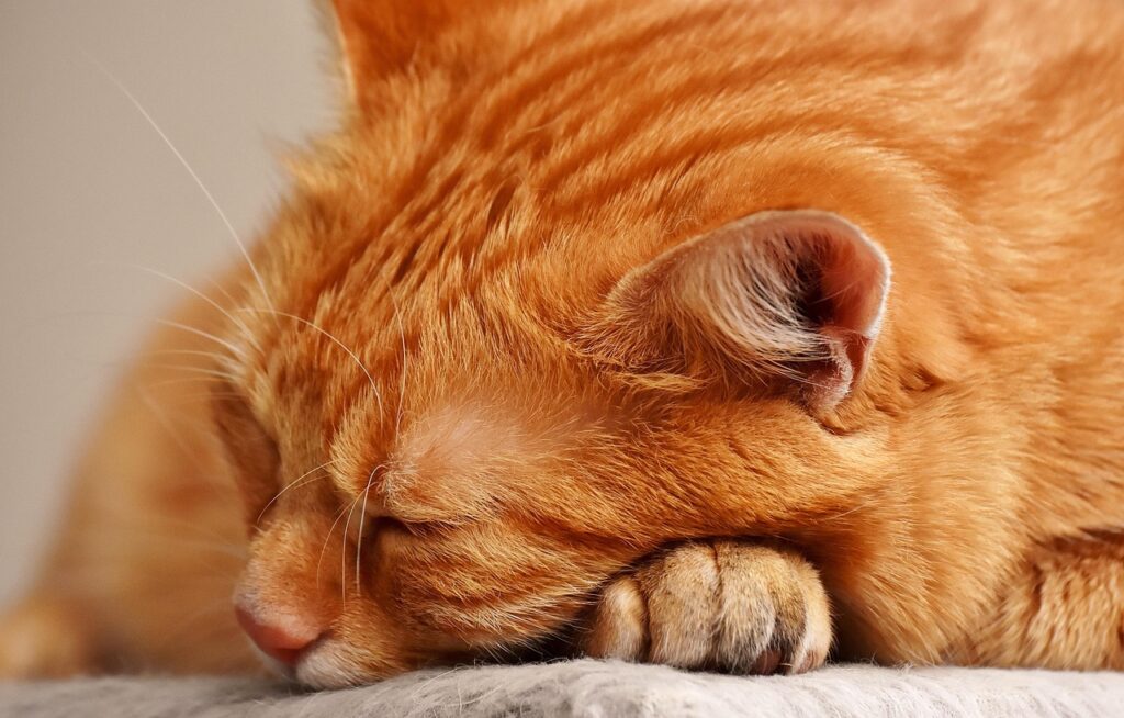 Se il gatto dorme sulla tua testa, significa questo