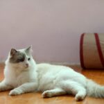 Gatto seduto davanti a una porta, in attesa del ritorno del proprietario.