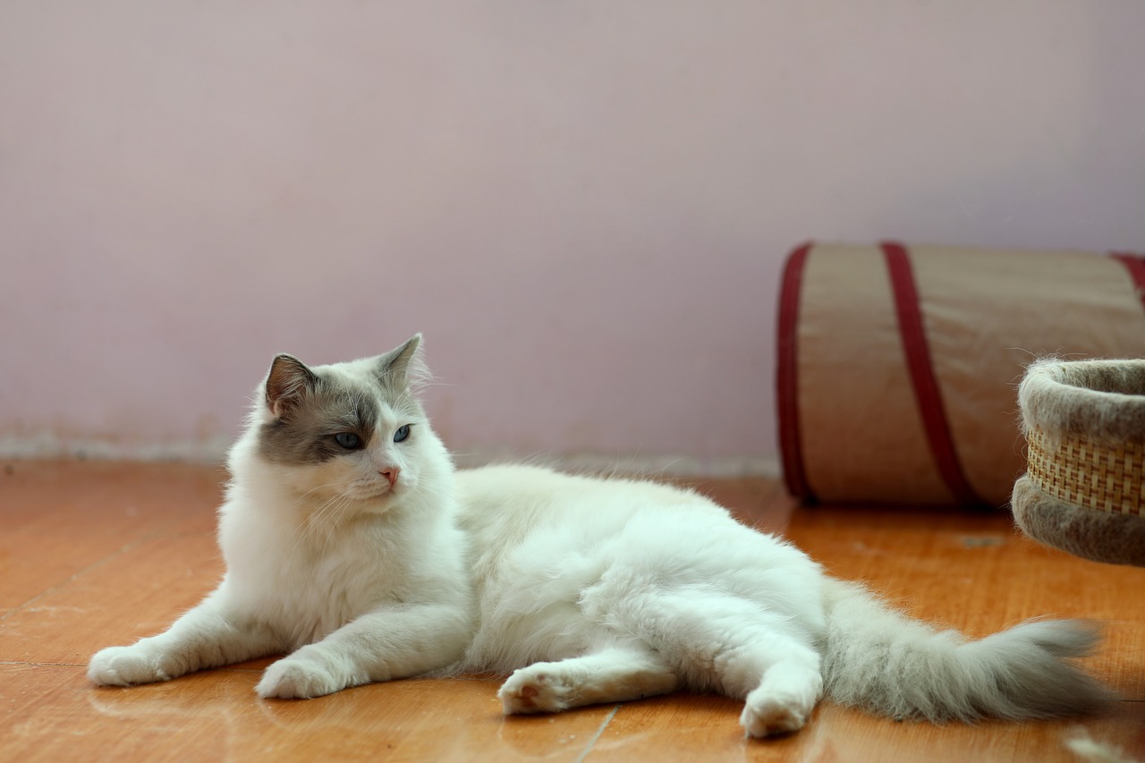 Gatto seduto davanti a una porta, in attesa del ritorno del proprietario.