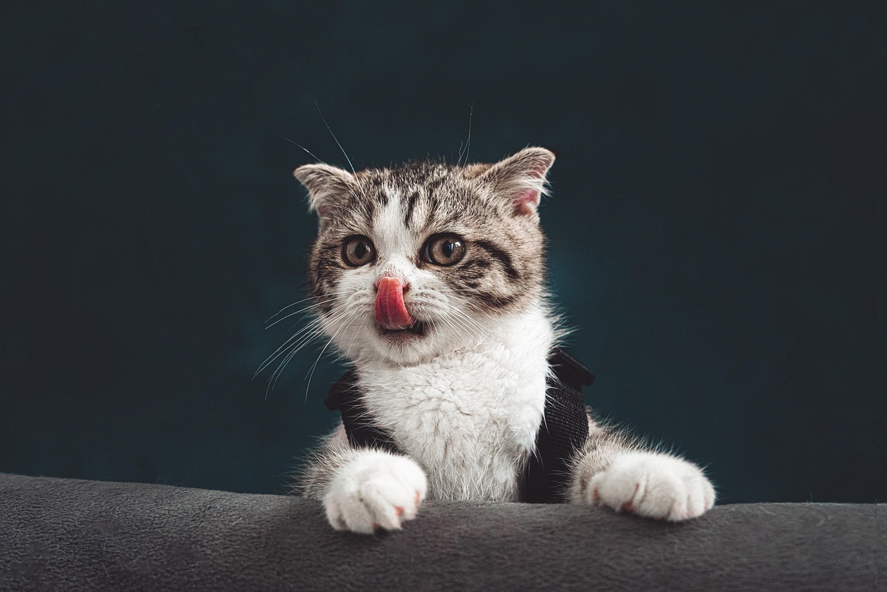 Gatto che fissa intensamente negli occhi, simbolo di connessione e comunicazione felina.
