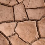 Terreno argilloso lavorato e preparato per la coltivazione, con piante verdi in crescita.