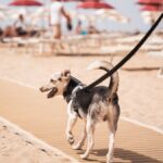 Cane felice che gioca sulla spiaggia, circondato da mare e sole in Italia.