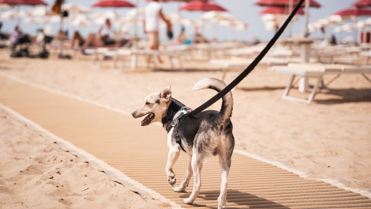 Cane felice che gioca sulla spiaggia, circondato da mare e sole in Italia.