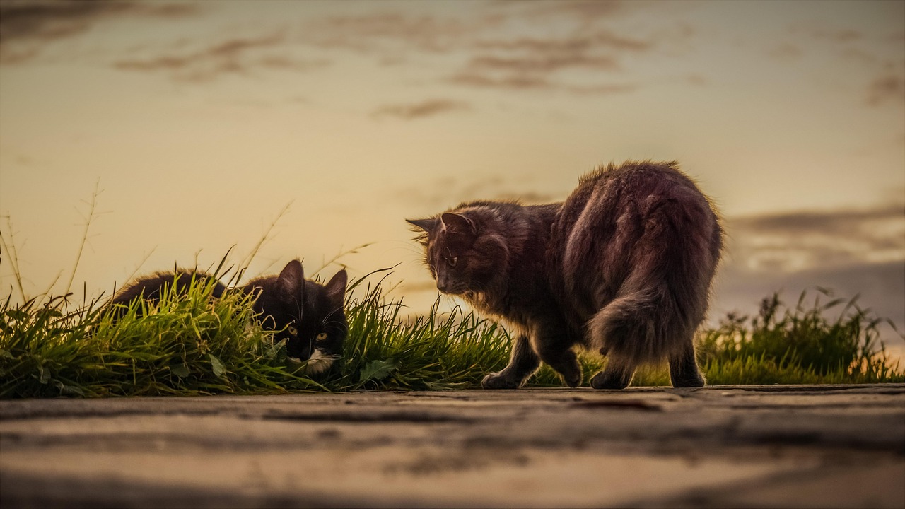 Gatto domestico sdraiato su un divano, con sguardo misterioso e curiosità intrigante.